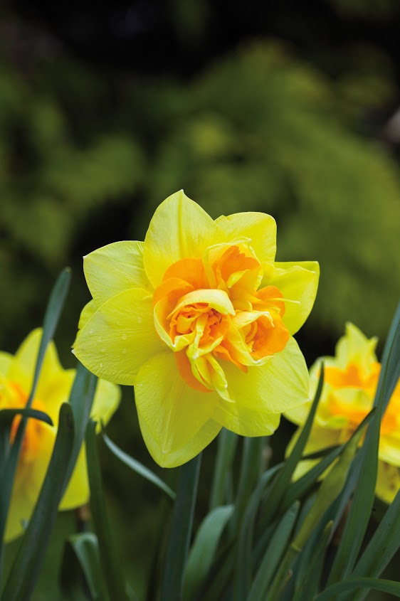 Daffodil Apotheose 25kg bag